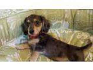 Dachshund Puppy for sale in ADVANCE, NC, USA