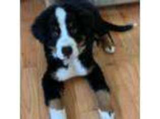 Bernese Mountain Dog Puppy for sale in Lunenburg, MA, USA