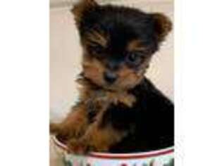 Yorkshire Terrier Puppy for sale in Hartwell, GA, USA