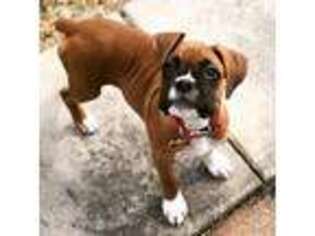 Boxer Puppy for sale in Atlanta, GA, USA