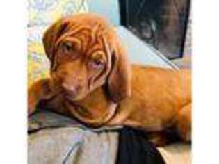 Vizsla Puppy for sale in New Bedford, MA, USA