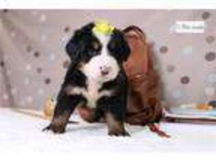 Bernese Mountain Dog Puppy for sale in Kansas City, MO, USA
