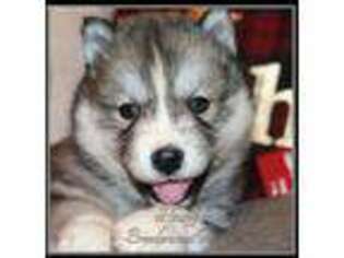 Siberian Husky Puppy for sale in Brookfield, VT, USA