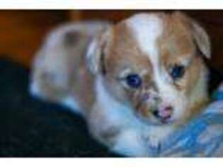 Pembroke Welsh Corgi Puppy for sale in Danville, OH, USA
