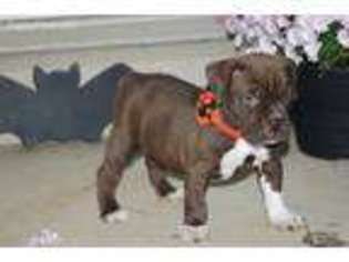 Olde English Bulldogge Puppy for sale in Madison, VA, USA