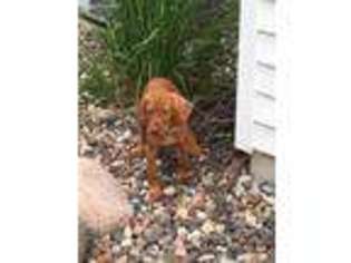 Vizsla Puppy for sale in Fifield, WI, USA