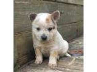 Australian Cattle Dog Puppy for sale in Tazewell, TN, USA