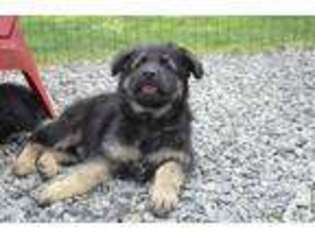 German Shepherd Dog Puppy for sale in SEEKONK, MA, USA