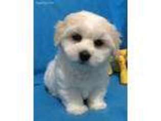 Coton de Tulear Puppy for sale in Lehigh, OK, USA