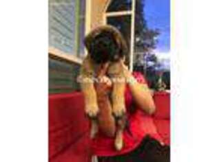 Mastiff Puppy for sale in Missouri City, TX, USA