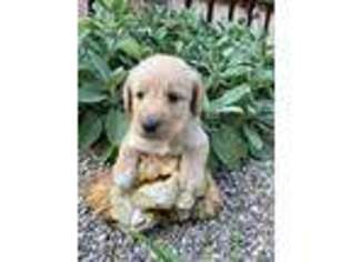 Labradoodle Puppy for sale in Bedford, IN, USA