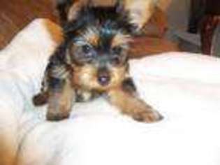 Yorkshire Terrier Puppy for sale in FORT ASHBY, WV, USA