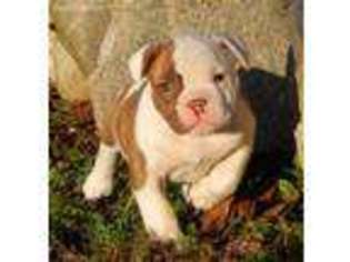 Medium Photo #1 American Bulldog Puppy For Sale in Unknown, USA