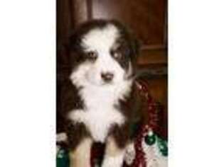 Miniature Australian Shepherd Puppy for sale in Eugene, OR, USA