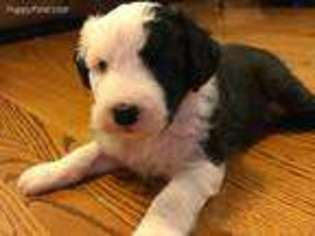 Old English Sheepdog Puppy for sale in Dundas, MN, USA