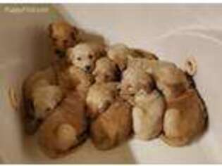 Goldendoodle Puppy for sale in Prairieville, LA, USA
