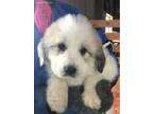 Great Pyrenees Puppy for sale in Kennard, NE, USA