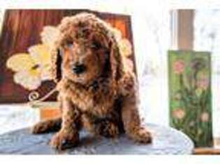 Goldendoodle Puppy for sale in Harvard, IL, USA