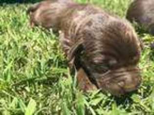 Labrador Retriever Puppy for sale in Eagleville, TN, USA