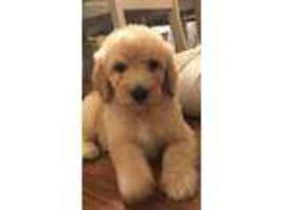 Goldendoodle Puppy for sale in Killen, AL, USA