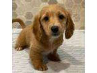 Dachshund Puppy for sale in Seneca Falls, NY, USA