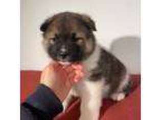 Akita Puppy for sale in Gettysburg, PA, USA