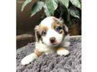 Miniature Australian Shepherd Puppy for sale in Green Bay, WI, USA
