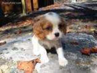 Cavalier King Charles Spaniel Puppy for sale in Hopewell, PA, USA