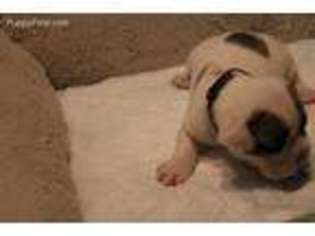 Olde English Bulldogge Puppy for sale in Bessemer, AL, USA