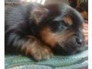 Yorkshire Terrier Puppy for sale in Moulton, IA, USA