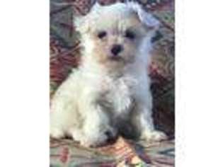 Maltese Puppy for sale in Yatesville, GA, USA