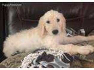 Goldendoodle Puppy for sale in Gaffney, SC, USA