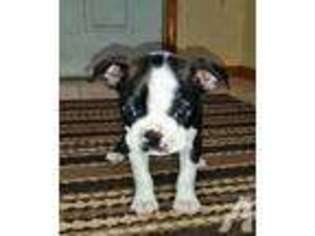 Boston Terrier Puppy for sale in ARLINGTON, WA, USA