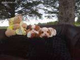 Cavalier King Charles Spaniel Puppy for sale in Falmouth, MI, USA