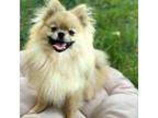 Pomeranian Puppy for sale in Long Lake, MN, USA