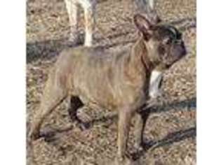 French Bulldog Puppy for sale in Benkelman, NE, USA