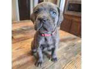 Cane Corso Puppy for sale in Lancaster, MO, USA