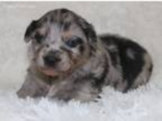 Miniature Australian Shepherd Puppy for sale in Noxapater, MS, USA
