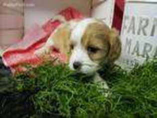 Cavachon Puppy for sale in Ireton, IA, USA