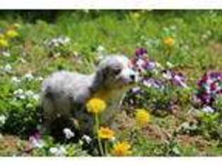 Miniature Australian Shepherd Puppy for sale in Raymond, ME, USA