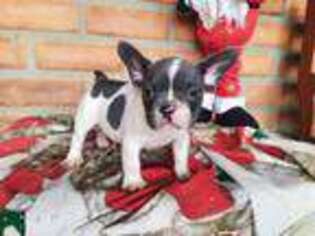 French Bulldog Puppy for sale in Hawthorne, NJ, USA