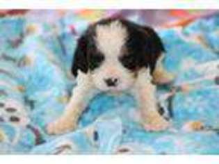 Cavalier King Charles Spaniel Puppy for sale in Winona, MN, USA