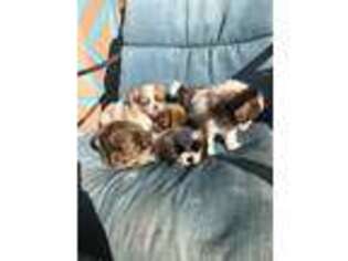 Chihuahua Puppy for sale in Lindenhurst, NY, USA
