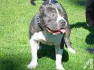American Pit Bull Terrier Puppy for sale in DANIA, FL, USA