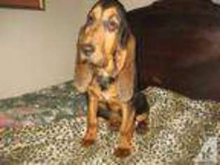 Bloodhound Puppy for sale in ALBEMARLE, NC, USA