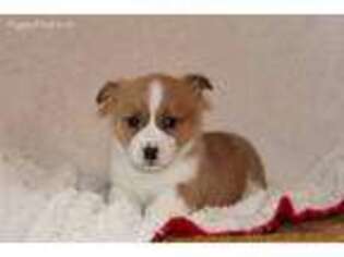 Pembroke Welsh Corgi Puppy for sale in Richland, PA, USA