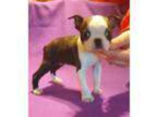 Boston Terrier Puppy for sale in Whitesboro, OK, USA