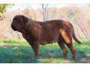 American Bull Dogue De Bordeaux Puppy for sale in Tellico Plains, TN, USA