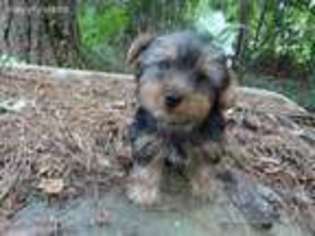 Yorkshire Terrier Puppy for sale in Rincon, GA, USA