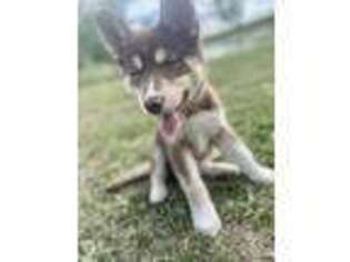 Siberian Husky Puppy for sale in Rogers, MN, USA